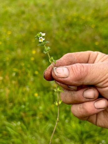 flower in farmer hand